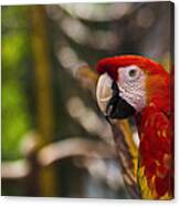 Scarlet Macaw Canvas Print