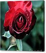 Scarlet Rose Canvas Print