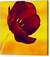Scarlet Tulip At Sunset Canvas Print