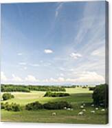 Scenic Countryside With Cattle Grazing In Distance Canvas Print