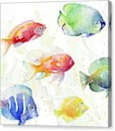 School Of Tropical Fish Canvas Print