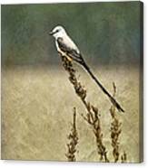 Scissortailed-flycatcher Canvas Print