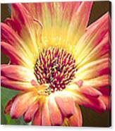 Scratched Gerber Daisy Canvas Print