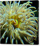 Sea Anemone Canvas Print