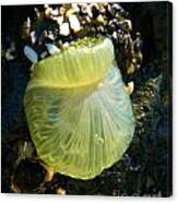 Sea Anemone With Beautiful Jelly Canvas Print