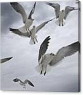 Sea Gull Aggression Canvas Print