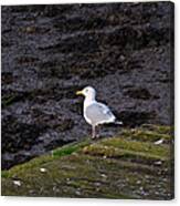 Sea Gull And Moss Canvas Print