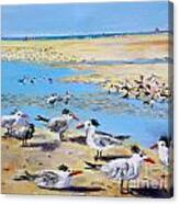 Sea Gulls Siesta Key Beach Canvas Print