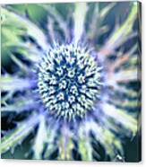 Sea Holly Macro Canvas Print