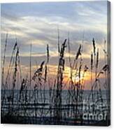 Sea Oak Sunset Canvas Print