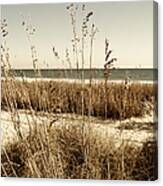 Sea Oats Along The Strand Canvas Print