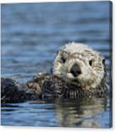 Sea Otter Alaska Canvas Print