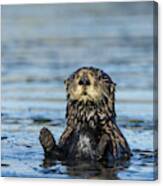Sea Otter (enhydra Lutris) Canvas Print