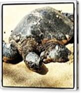 Sea Turtle Basking On Shore Canvas Print