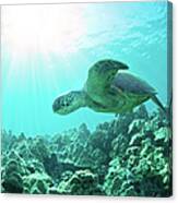 Sea Turtle Light Canvas Print