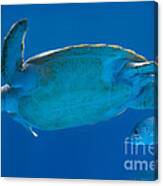 Sea Turtle Canvas Print