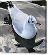 Seagull And Water Reflections Canvas Print