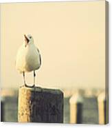 Seagull At The Shore Seaside New Jersey Canvas Print