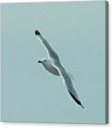 Seagull In Flight Canvas Print