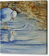 Seagull Reflection Canvas Print