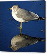 Seagull Reflecting In Shallow Water Canvas Print