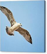 Seagull With Widespread Wings Canvas Print