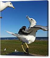 Seagull Attack Canvas Print