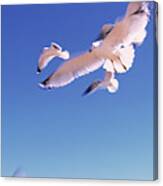 Seagulls Flying Along Route A1a Canvas Print