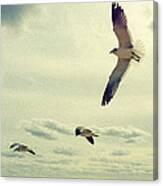 Seagulls In Flight Canvas Print