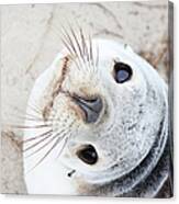 Sealion Canvas Print