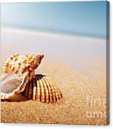 Seashell And Conch Canvas Print
