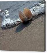 Seashell On The Coast With Wave Canvas Print