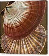 Seashells Spectacular No 53 Canvas Print