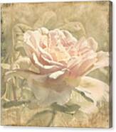 Secondhand Rose Canvas Print