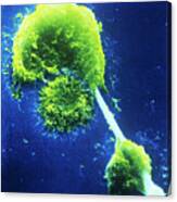 Sem Of Macrophages Impaled On An Asbestos Needle Canvas Print