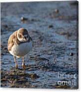 Semipalmated Plover Canvas Print