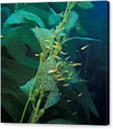 Senorita Fish In Kelp Canvas Print