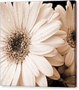 Sepia Gerber Daisy Flowers Canvas Print