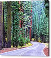 Sequoia Hwy Canvas Print