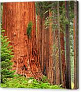 Sequoias Canvas Print