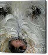 Serious Schnauzer Canvas Print