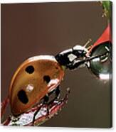 Seven-spotted Ladybird Drinking Canvas Print