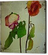 Shabby Old Roses Canvas Print