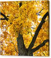 Shagbark Hickory Tree Canvas Print