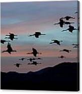 Sandhill Cranes Landing At Sunset 2 Canvas Print
