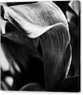 Shapely As A Lily Canvas Print