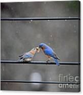 Sharing A Meal - Bluebirds Canvas Print