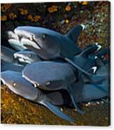 Shark Pile Canvas Print