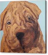 Sharpei - Golden Boy Canvas Print