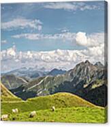 Sheep Grazing, Saint-michel, Pyrenees Canvas Print